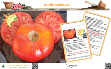 Tomate * Rutgers * 50 Samen